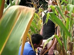 This time I think the corn is ripe - Jimmy Fix, Mac Peal